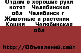 Отдам в хорошие руки котят - Челябинская обл., Челябинск г. Животные и растения » Кошки   . Челябинская обл.